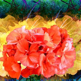 Geranie van Gertrud Scheffler