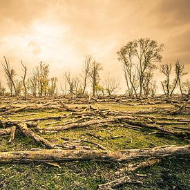 Der magische Anblick eines sterbenden Waldes von Thomas Boelaars