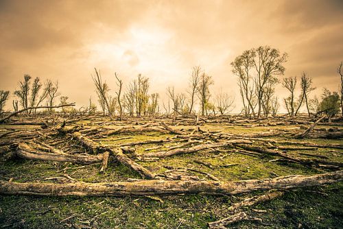 Het magische aangezicht van een stervend bos