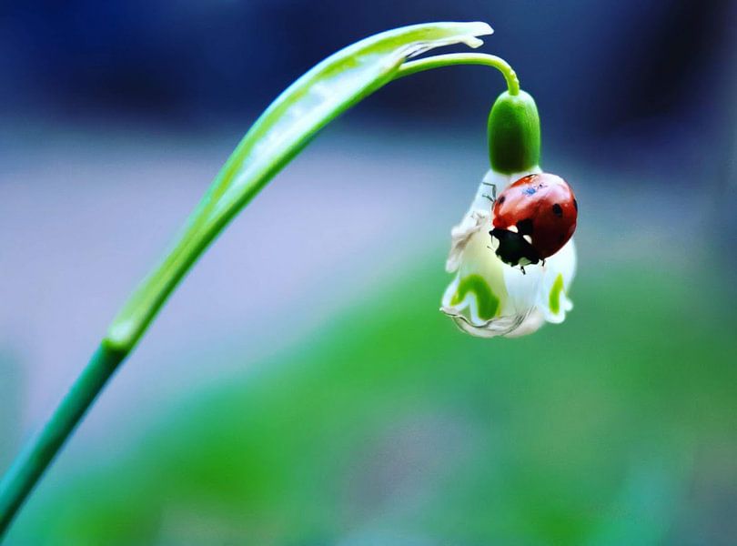 Marienkäfer auf einem Schneeglöckchen von DutchRosephotography