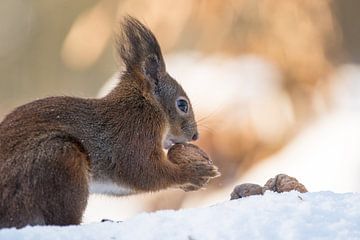 Squirrel with walnuts in the snow by Cindy Van den Broecke