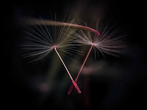 Zwevende Paardenbloem Zaadjes Close-up Macro Fotografie