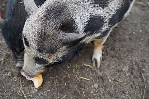 1 jaar oude minivarkens in de tuin