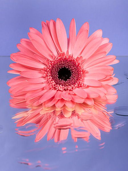 Eine rosa Gerbera von Marjolijn van den Berg