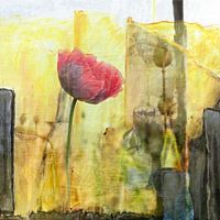 Poppy