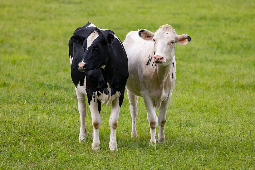Young cattle by Andreas Müller