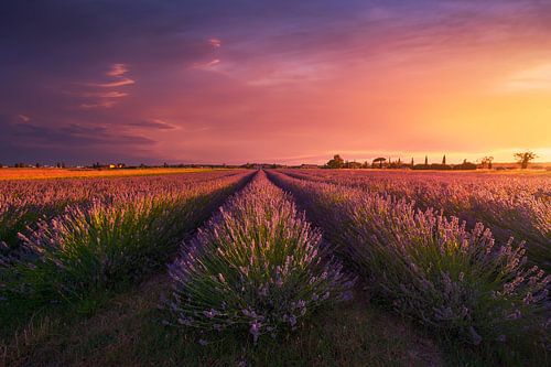Lavendelveld en een prachtige zonsondergang. Cecina