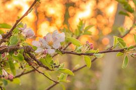 Fleurir sur Moetwil en van Dijk - Fotografie