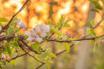 Fleurir sur Moetwil en van Dijk - Fotografie