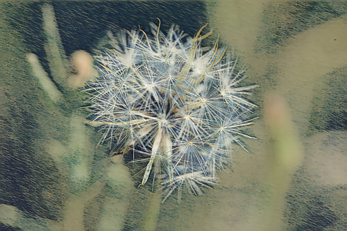 Every little fluff on this flower carries a hidden wish, ready to be carried away by the wind