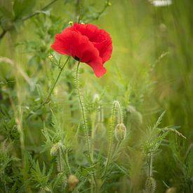 Coquelicot simple sur Marianne Rouwendal