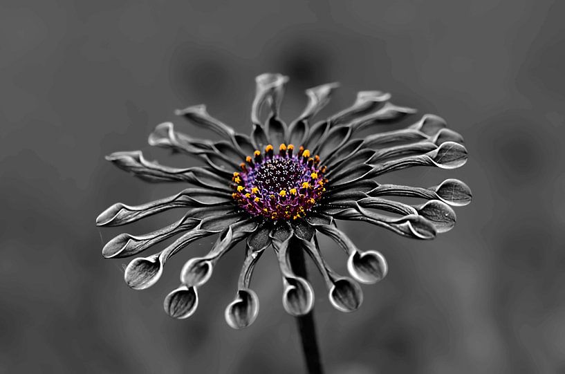 Ein bisschen Lila by Zwergls Lichtermeer