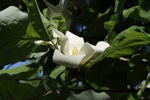 Magnolia à grandes feuilles
