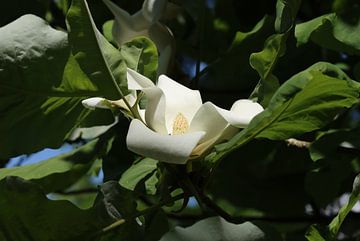 Großblättrige Magnolie