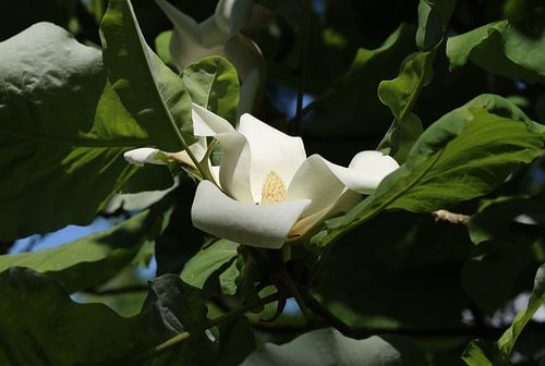 Grootbladige magnolia