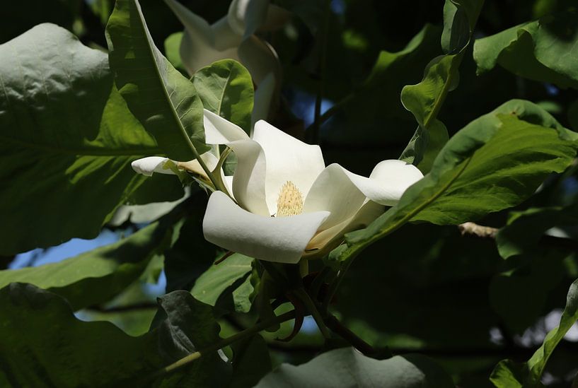 Magnolia à grandes feuilles par Matthias Brix