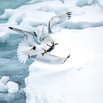 Drieteen meeuwen in gevecht om prooi in Spitsbergen. van Ron van der Stappen