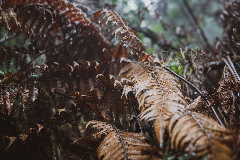Farne von Ennio Brehm