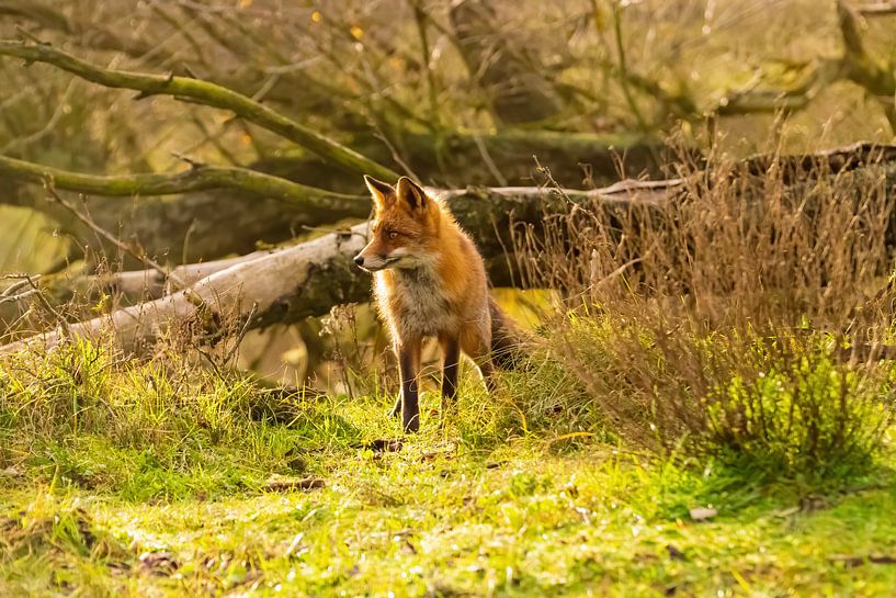 Fox von Merijn Loch