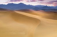 Prosopis dunes de sable plat, Andreas Christensen par 1x Aperçu