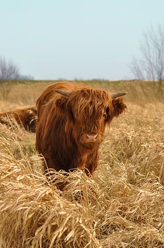 Highlander écossais