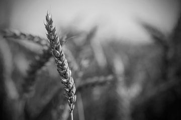 Getreideklinge, schwarz-weiß von Billy Cage