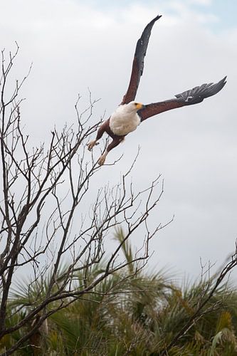 African White-tailed Eagle