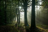 Zonneharpen in het bos