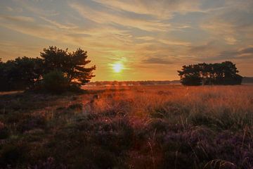 Zonsopkomst op de heide van Bianca Ansems