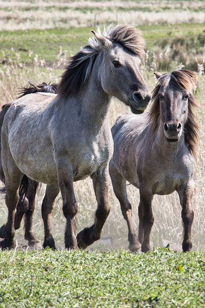 Twee wilde paarden van Annie Postma