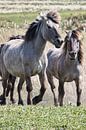 Twee wilde paarden van Annie Postma thumbnail