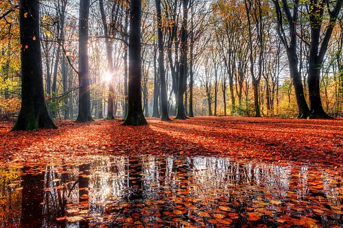 Herfst reflectie in het bos