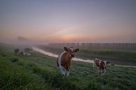 Koeien in polderlandschap met ochtendmist van Moetwil en van Dijk - Fotografie thumbnail