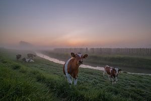 Kühe in Polderlandschaft mit Morgennebel von Moetwil en van Dijk - Fotografie