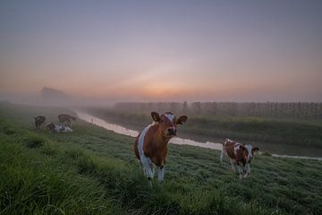 Koeien in polderlandschap met ochtendmist van Moetwil en van Dijk - Fotografie