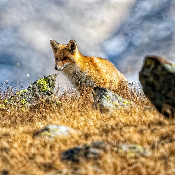 Vosje van Patrick Haleyt Photography