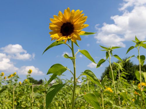 Zonnebloemveld in de zomer