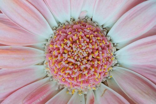 Roze gerbera