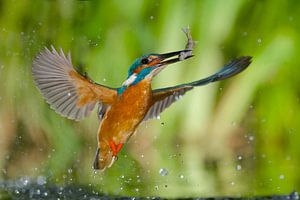 Kingfisher - Gotcha! by Kingfisher.photo - Corné van Oosterhout