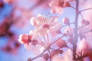 Blüte am Baum
