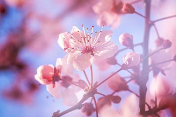 Bloesem aan boom van Ilya Korzelius