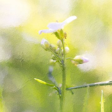 Die weiße Blume von MPhotographer