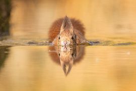 Schwimmhörnchen von Miranda Geerts Art