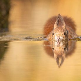 swimming squirrel by Miranda Geerts Art