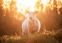 Sheep at sunset