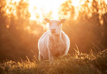 Schafe bei Sonnenuntergang von Sharon de Groot