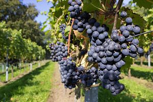 Bunches of blue grapes with path sur Ben Schonewille