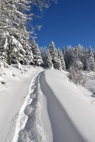 Voetafdrukken op een pad in de winter