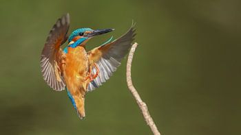 kingfisher in flight