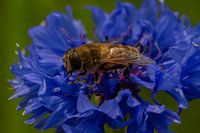 Bleuet et abeille